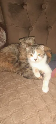 Мушукчалар сотилади