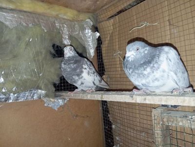 Sotiladi xamas Toshkent shahar Bektemir tumani xamas uchib oʻyinlar