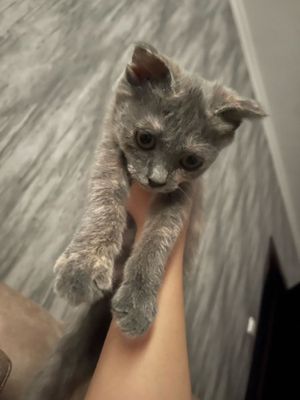 Спокойная вислоухая кошечка Лилу, 2 месяца
