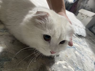 вислоухие скоттишфолд