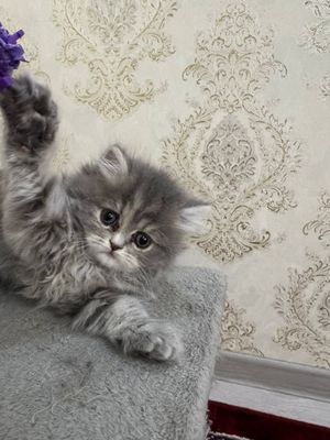 Продается котята