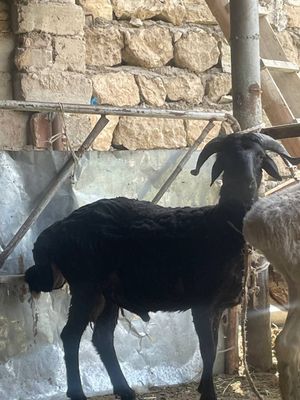 Qochqor sotiladi qurbonlikka