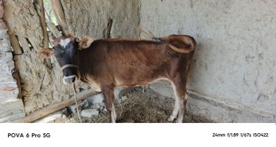 Gunojin sotiladi qisir uyni moli