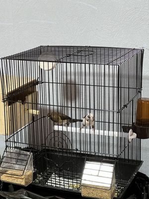 Yapon amadinka para qafasi bn sotilad