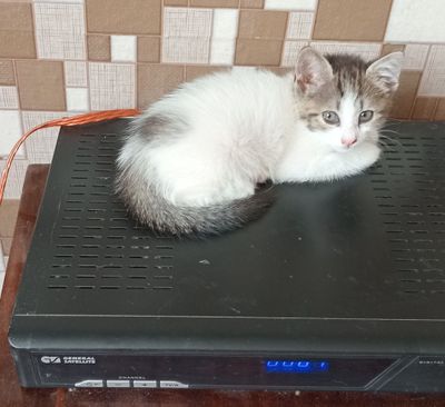 Девочка ждёт добрых людей, которые возьмут её к себе домой.