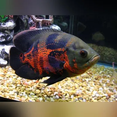 Astranatus baliqlar 4 ta