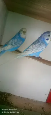 Toʻti qushlar yotiladi narxi 350.000 kelishamiz hudo hohlasa