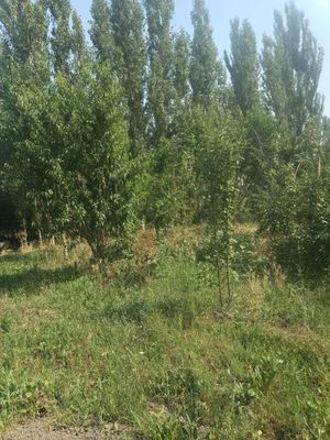 Участка сотилади Абаи да 6 сот рассрочка бор