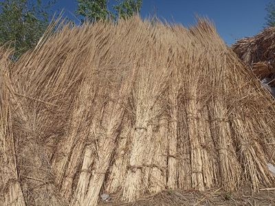Kamish sotiladi 15 000 soʻm