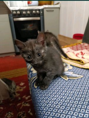 котята бесплатно
