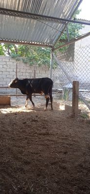 Buqqa sotiladi yeyishi zòr soģlom