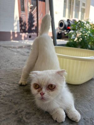Срочно!!Scottish Fold mushuk 3 yoshli