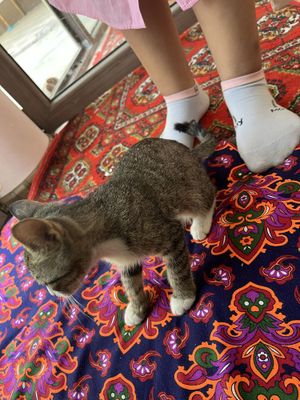Отдам котёнка в добрые рук
