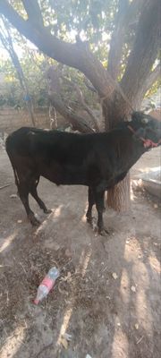 Buqacha sotiladi