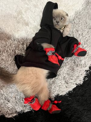 Сотилади мушук