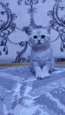 Skottish Strayt 2 oylik Скоттиш Страйт 2 месяца