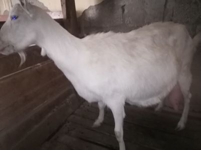 Эчки, козы, занин