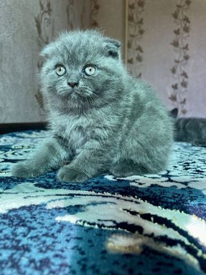 Продаются котята скоттиш фолд