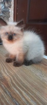 Сиамские котята продаются