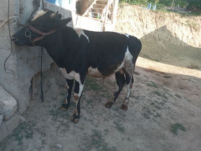 Rosiski buqa 1 yoshga toldi soglom yeb ichish zor sotladi