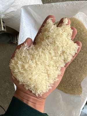 Гуруч Лазир више сорт