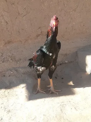 Dakan xuroz zoti tozza