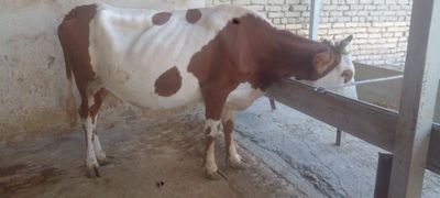 Sirochna Ona bola sigir sotiladi