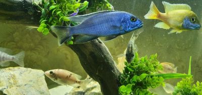 afrika cichlid sotiladi privaznoy