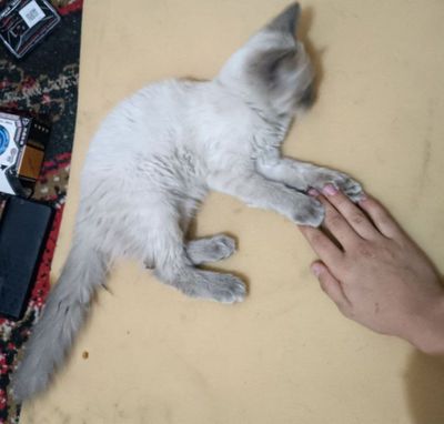 Siyamiski mushuk