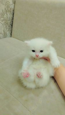 scottish fold