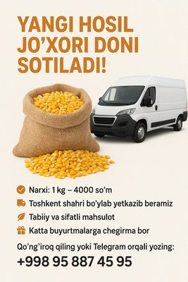 Yangi hosil jo‘xori doni sotiladi! (Dastafka)