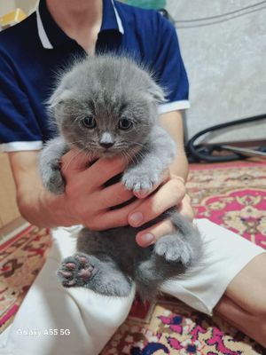 Очаровательные шотландские вислоухие котята ищут дом!