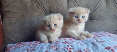 Котята веслоухий британцы скотчфолд