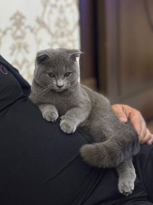 Продаются чистокровные котята от правильной вязки. Вислоухие фолды