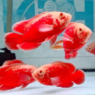 Oscar red chili Astranatus