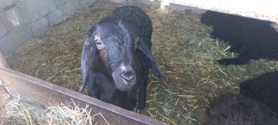 срочно! сотилади кузилар