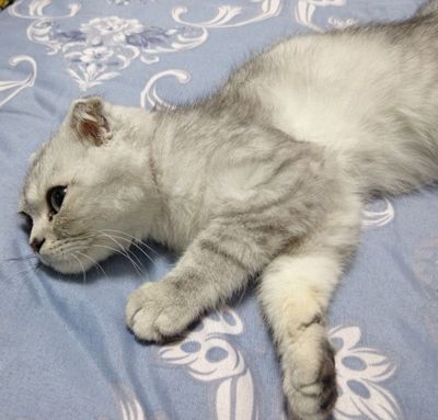 Mushuk sotiladi. Zoti: Scottish Fold (bukilgan quloqlik).