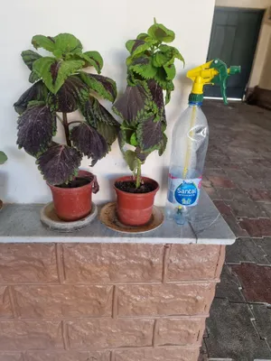 Хона. Гуллари