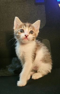 Продается кошечка