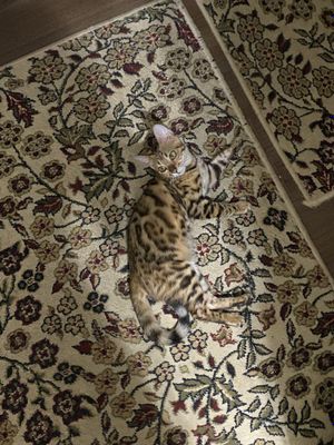 Бенгальская кошка