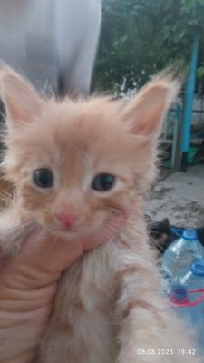 Котята вислоухой кошки, 7 котят месячные