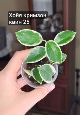 Хойи паразитика блэк эдж, кримзон квин, церопегия, фил миканс