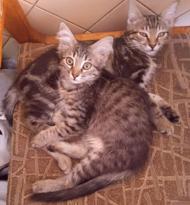 Продаются котята домашние