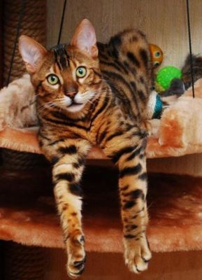 Бенгальский кот, элитный.