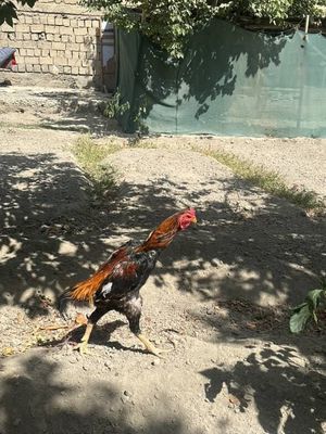 14 oylik xoroz sotiladi