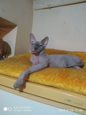 Вязка котик опытный, котята получаются здоровенькими и крупными, фото
