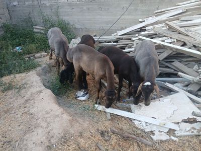 Qirgiziston qozi qochqorla 4200 dan