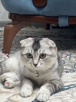 Котенок самый умный