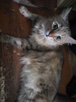 Отдам бесплатно в добрые руки кошку и котёнку сибирского порода