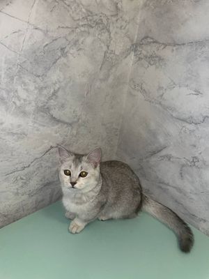Shinshla erke mushuk sotiladi 4 oylk